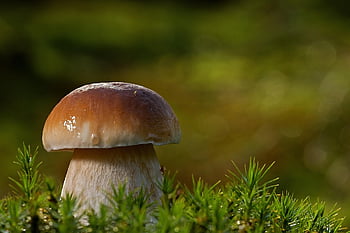 mushroom, mushrooms, forest, nature, moss, food, edible