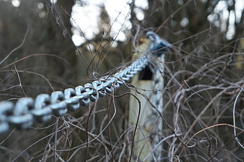 bone, hd Wallpaper, nature, awesome, beautiful Wallpaper, windows Wallpaper, Wallpaper, scary, mac Wallpaper, dead, dark