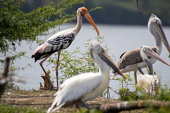 stork, bird, painted Stork, water, wildlife, kolleru Bird Sanctuary, sanctuary, india, nature