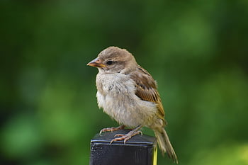 pták, Vrabec, ornitologie, druh, fauna, ptačí, zvíře, volně žijících živočichů, pěvec, orel, whitehead
