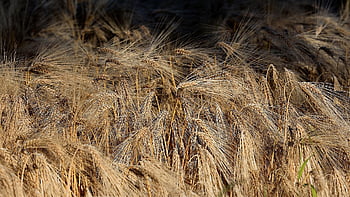 barley, grain, agriculture, barley Field, grain Field, spike, nature, ear, fields, nourishment, field