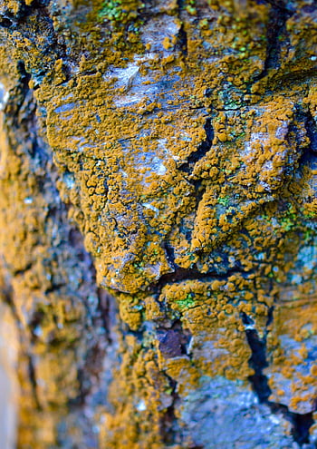 mossa, lav, bark, trunk, natur