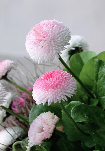 stokrotka, kwiat tło, bellis perennis, kwiaty, kwiatowa tapeta, płatki, stokrotki, garnek, doniczkowy, roślina domowa, botanika