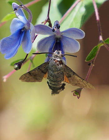 hummingbird Hawk-moth, hawk-moth, insect, wings, blue Flower, bloom, blossom, plant, summer, wildlife, nature