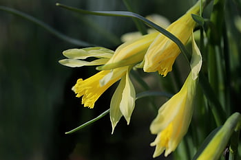 narcisy, velikonoční zvony, květ, Příroda, květinové tapety, brzy bloomer, příznaky jara, žluté květy, krásné květiny, jarní probuzení, jaro