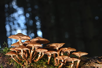 houby, armillaria mellea, větev, zvětralý, lesní podlaha, mech