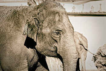 elephant, trunk, pachyderm, animal, animal Portrait, nature, africa, gray Skinned, zoo, hellabrunn