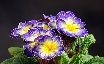 primroses, flowers, blossom, bloom, spring, nature, flora, floriculture, horticulture, botany, plants