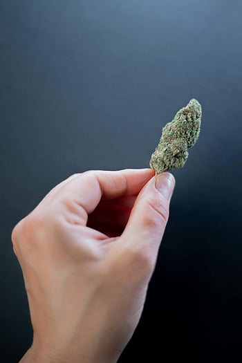 kwiat konopi, Ręka trzymająca konopie indyjskie, Zbliża się marihuana, ciemne tło, Bud marihuany, Zdjęcie Cannabis Bud, konopie indyjskie, fotografia konopi, Zbliżenie marihuany, konopie w ręku, Obraz marihuany