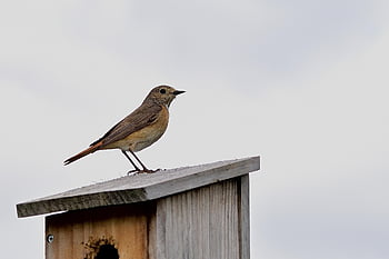bird, common Redstart, ornithology, species, nature, fauna, avian, animal, wildlife, beak, songbird