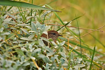 pták, vrabec pták, pero, okřídlený, zvíře, fauna, divoký, Sparrow-like, Příroda