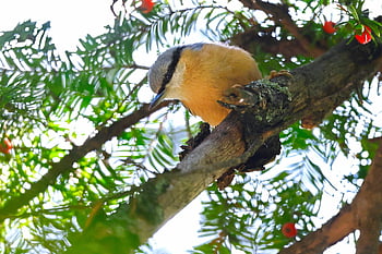 เอเชียตะวันออกเฉียงใต้, นก, ไต่, ต้นยู, ธรรมชาติ, สัตว์, ต้นไม้, ไม้ Nuthatch, นกดังกล่าว, สายพันธุ์, นกวิทยา