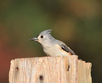 všívaný titmouse, pěvec, pták, volně žijících živočichů, Příroda, peří, ornitologie, dvorku, venku, pozorování ptáků, zvíře