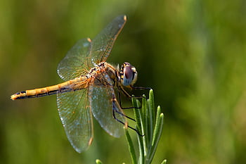 Libelle, Insekt, Flügel, Tier, Natur, Biologie, Tierwelt, Anisoptera, odonata, sympetrum, Nahansicht