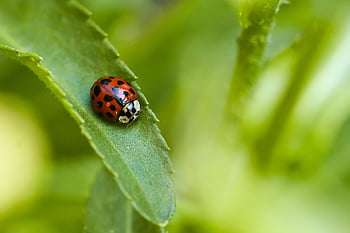 mariquita, naturaleza, escarabajo, insecto, de cerca, animal, macro, fauna, verano, planta, hoja