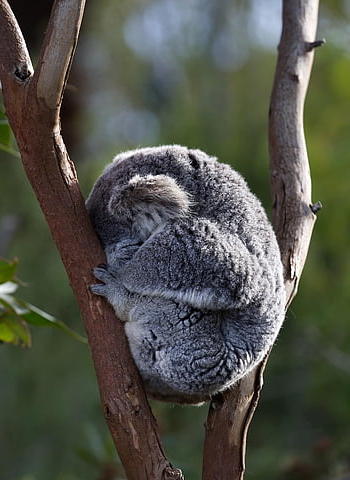 koala, phascolarctos Cinereus, marsupial, wildlife, nature, eucalyptus, australia, adorable