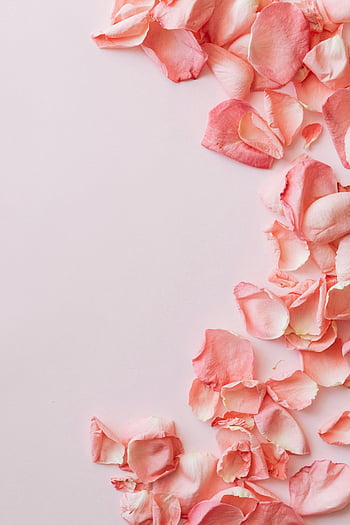 petali di rosa rosa, distesa piatta, rosa tenue, sfondo pastello, artistico, petali sparsi, romantico, floreale, delicato, femminile, San Valentino