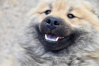 dog, pet, black Nose Dog, black Truffle, dog Nose, muzzle, crocs White, dog Eurasier, dog Eurasier Olafblue, canine, doggie