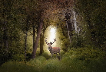 deer, full Hd Wallpaper, tree, forest, Wallpaper 1920x1080, fantasy, landscape, hd Wallpaper, wallpaper Hd, laptop Wallpaper, phone Wallpaper