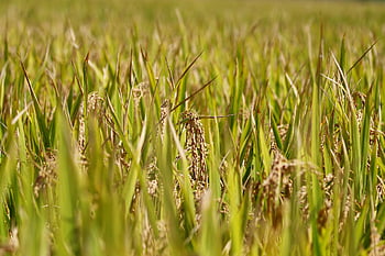 ch, Riz Asiatique, riz, Isaac, fruit, l'automne, grain, plante, la nature, paysage, rizières