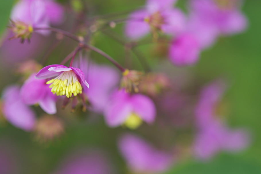 purple, blossoms, garden, flower, bloom, fresh, plants, outdoors, nature, spring, petals