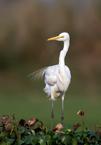 great Egret, bird, animal, egret, large Egret, great White Egret, great White Heron, wildlife, feathers, plumage, beak