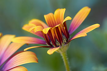 blomst, flor, tæt på, blomstre, makro, natur, kronblad, flora, blomster, farverig, baggrund