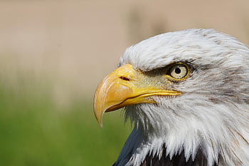 eagle, bird, animal, white-tailed Eagle, raptor, bald Eagle, feathers, plumage, beak, bill, bird Watching