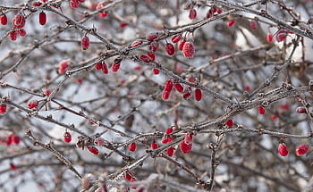 barberry, branches, frost, berries, red Berries, fruits, snow, frozen, ice, winter, cold