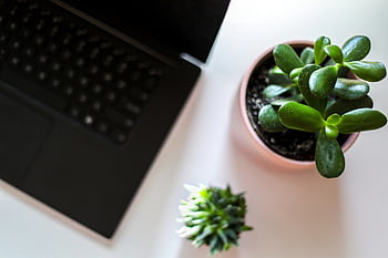 dizüstü, bitki, büro, not defteri, teknoloji, bilgisayar, tablo, ofis, iş, programcı, Kahve