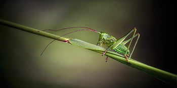 grasshopper, hay Horse, insect, nature, close Up, macro, animal, sensor, flying Insect, plage, green