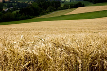 wheat, field, rural, crop, farm, cropland, farmland, agriculture, countryside, nature