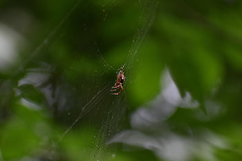 spider, arachnid, spider Web, cobweb, web, orb, weaver, insect, bug, arachnophobia, nature