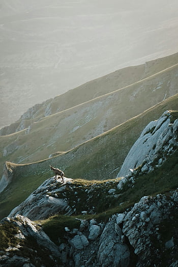horská koza, Rocky Mountainside, mlha, osamělá koza, horské krajiny, volně žijících živočichů, Příroda, vysoká nadmořská výška, členitý terén, Alpské prostředí