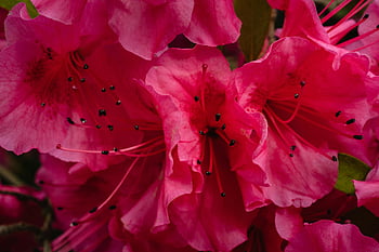 růžové květy, detailní fotografie, zářivá růžová, rhododendron květiny, jemné lístky, Bohatá barva, květinové fotografie, fotografování přírody, světle růžová, květ detail, růžový rododendron