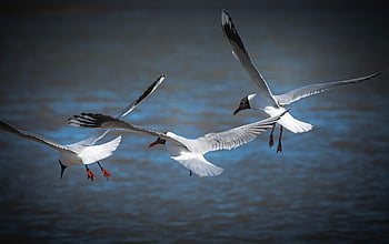 Möwen, Seevögel, Natur, Wasservögel, Wilde Vögel, Vogelkunde, Vögel beobachten, Stifte, beim, Gefieder, fliegende Möwen