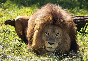 Lew, duży kot, zwierzę, ssak, dzikie zwierze, dzikiej przyrody, Natura, drapieżnik, mięsożerne, Afryka, ogród zoologiczny