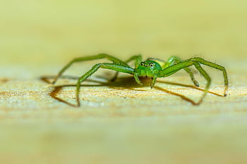 zelený krab pavouk, pavoukovec, zvíře, pavouk, volně žijících živočichů, Příroda, makro, arachnofobie, živočišného světa, členovců