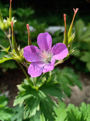 geranium, flower Wallpaper, beautiful Flowers, pelagonia, plant, violet, nature, purple, flower Background, flower, stamens