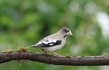 grosbeak malam, burung, alam, grosbeak, margasatwa, hewan, halaman belakang