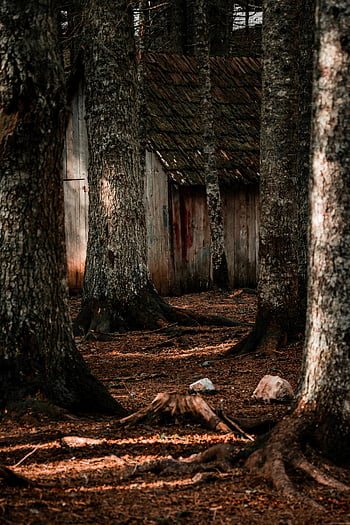 Moody autumn forest, Žabljak, Montenegro, rustic cabin, autumn scene, forest scene, moody atmosphere, autumn trees, cabin in forest, rustic cabin in forest, autumn cabin
