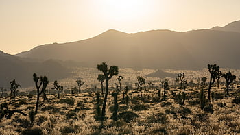 desert, trees, sky, sunset, outdoors, mountains, nature, california, landscape, tree