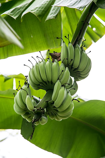 green bananas, banana tree, Thailand, vibrant leaves, low angle, green banana fruits, hanging bananas, banana plant, tropical fruit, banana bunch, banana leaves