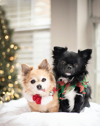 little dogs, Christmas tree, festive attire, indoor photo, cute dogs, holiday theme, Christmas decorations, pet photography, festive dogs, holiday season, Christmas spirit