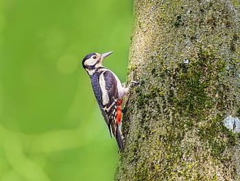strakapoud velký, datel, pták, zvíře, peří, zobák, Příroda, volně žijících živočichů, dendrocopos major, strom, krmení
