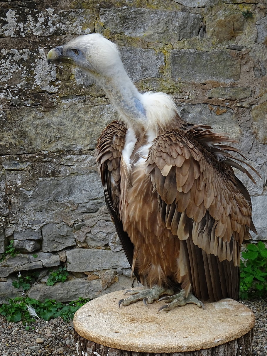 vulture, scavenger, bird, birds Of Prey, raptor, close Up, animal Portrait