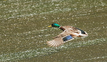duck, drake, nature, wild Duck, wild Animal, flight, flying, water, male