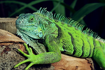 green iguana, close-up, tree branch, vivid scales, reptile, Iguana iguana, green reptile, nature, wildlife, animal, scales