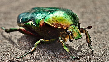 chafer mawar hijau, bug, makro, Kumbang Mawar Lucu, serangga, kumbang, alam, coleoptera, mawar