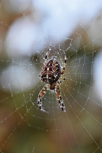 spider, arachnid, spider Web, cobweb, web, orb, weaver, insect, bug, arachnophobia, nature